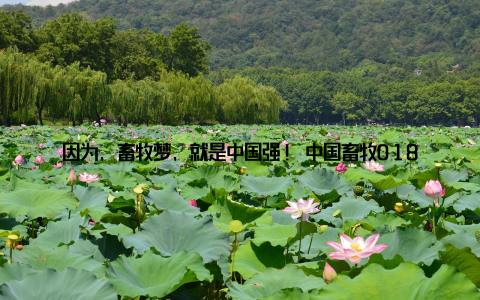 因为, 畜牧梦, 就是中国强! 中国畜牧018, 不仅是一场行业的盛会, 更是一次对未来畜牧产业发展的深刻思考