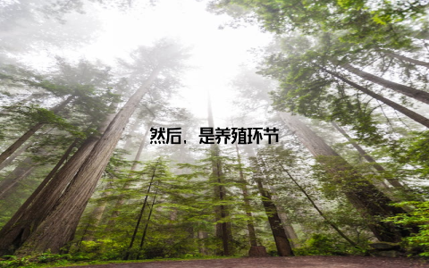 然后, 是养殖环节