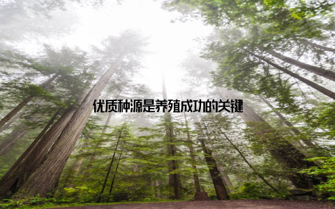 优质种源是养殖成功的关键