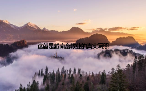 这就是越南畜牧业的真实写照