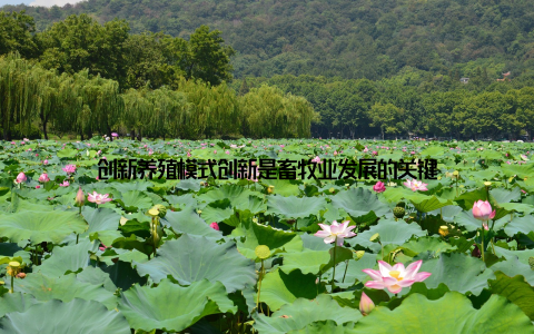 创新养殖模式创新是畜牧业发展的关键