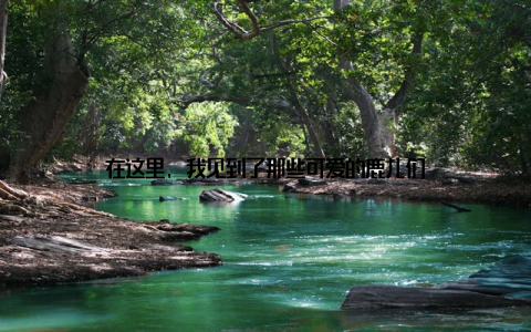 在这里, 我见到了那些可爱的鹿儿们