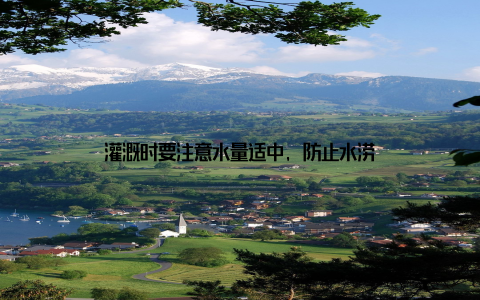 灌溉时要注意水量适中, 防止水涝