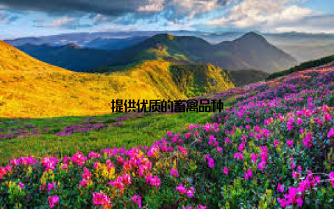 提供优质的畜禽品种