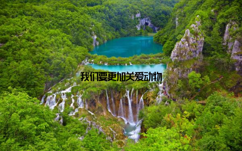 我们要更加关爱动物