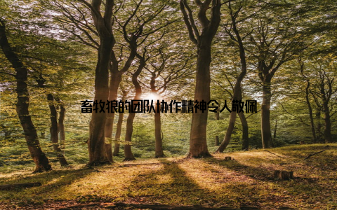 畜牧狼的团队协作精神令人敬佩